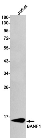 BANF1 Antibody in Western Blot (WB)