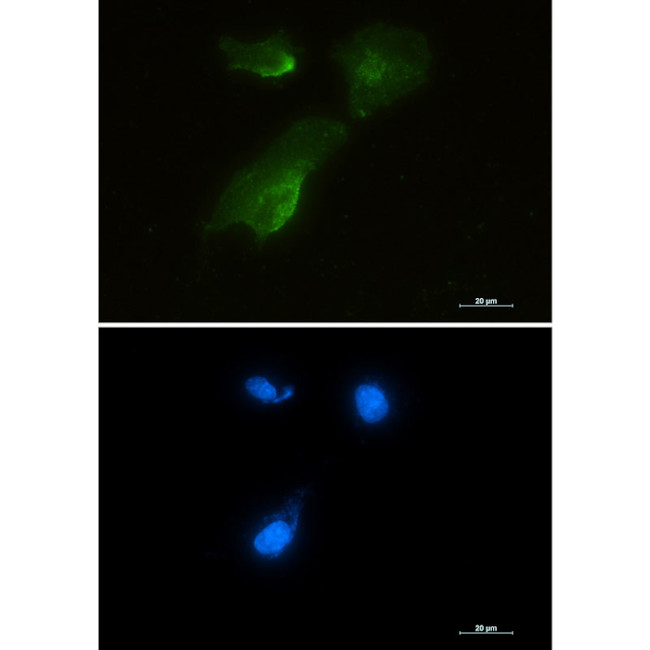 GOT1 Antibody in Immunocytochemistry (ICC/IF)