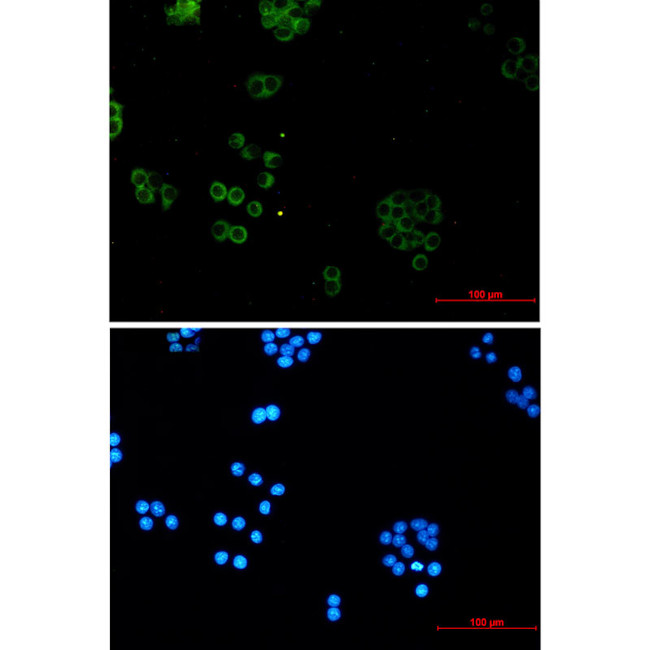 SNX5 Antibody in Immunocytochemistry (ICC/IF)
