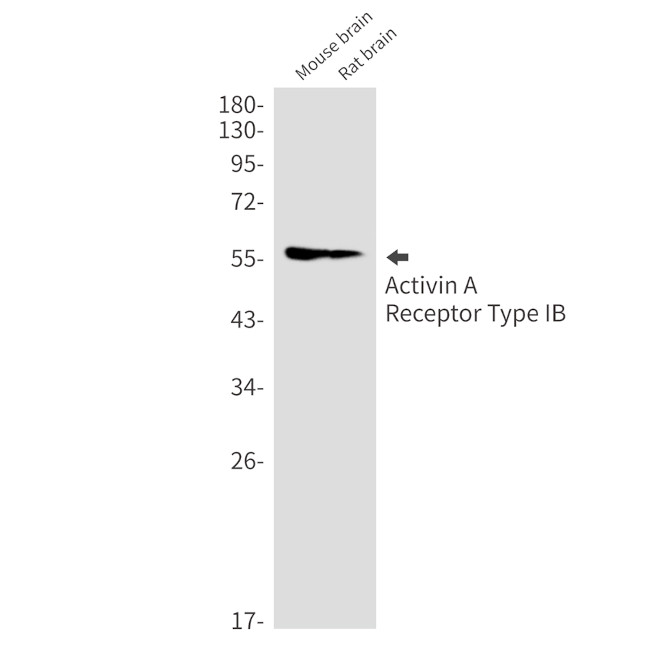ACVR1B Antibody in Western Blot (WB)