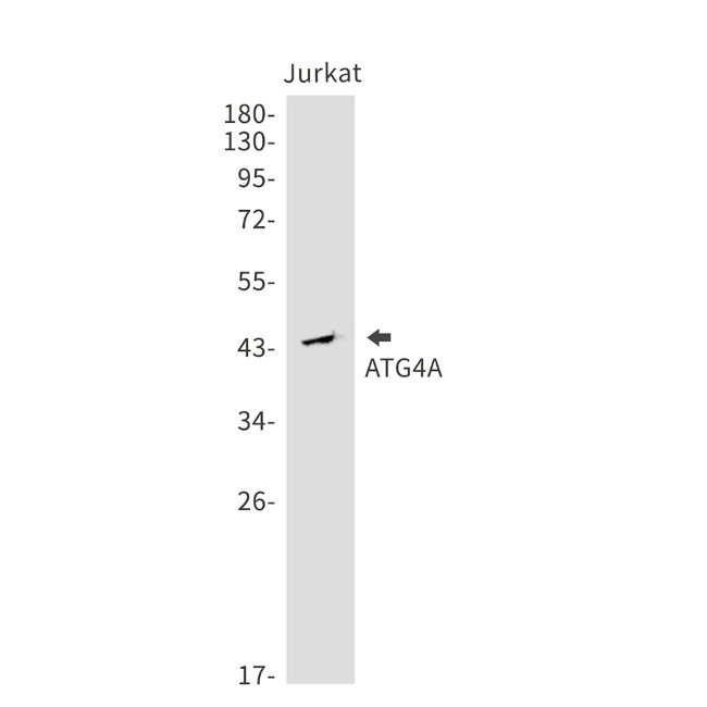 ATG4A Antibody in Western Blot (WB)