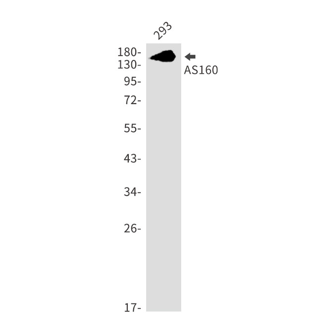 AS160 Antibody in Western Blot (WB)