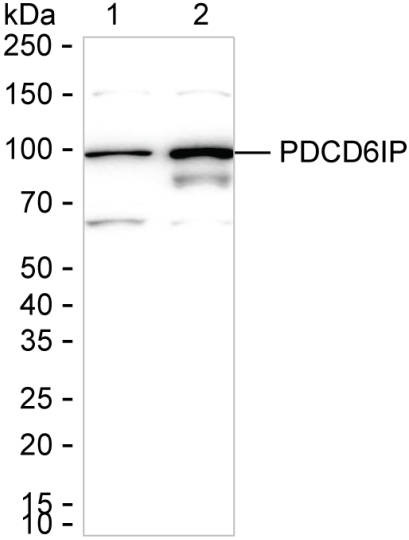 Alix Antibody in Western Blot (WB)