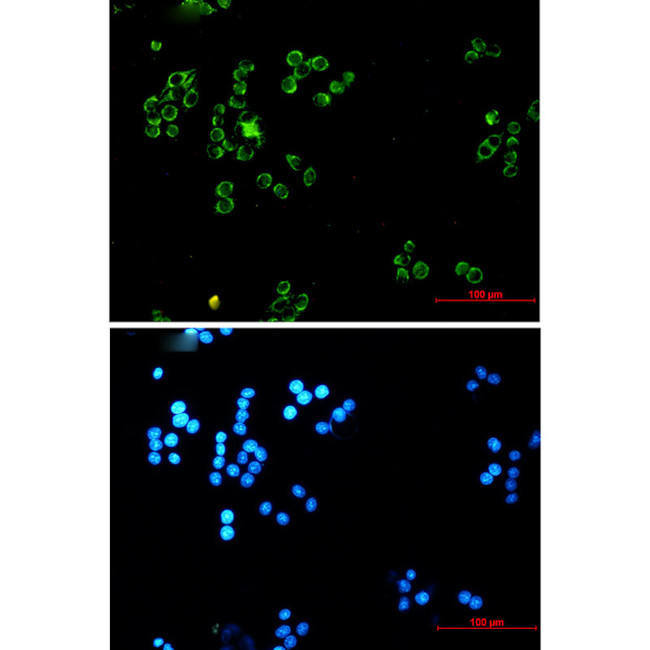 DLD Antibody in Immunocytochemistry (ICC/IF)