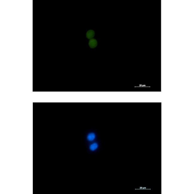 ASH2L Antibody in Immunocytochemistry (ICC/IF)
