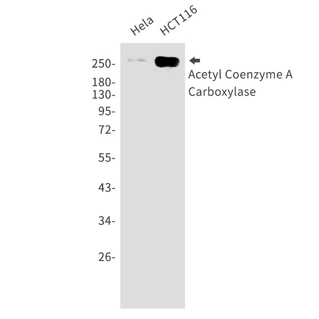ACACB Antibody in Western Blot (WB)