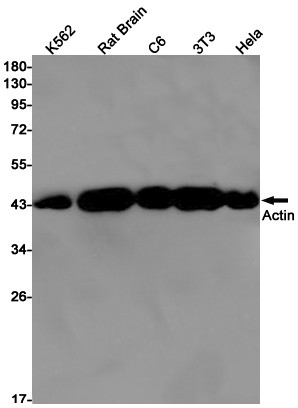ACTA1 Antibody in Western Blot (WB)