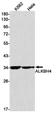 ALKBH4 Antibody in Western Blot (WB)