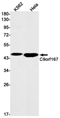TOR4A Antibody in Western Blot (WB)