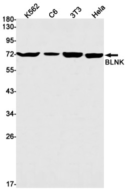 BLNK Antibody in Western Blot (WB)