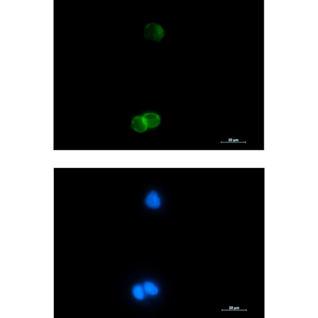 GYPC Antibody in Immunocytochemistry (ICC/IF)