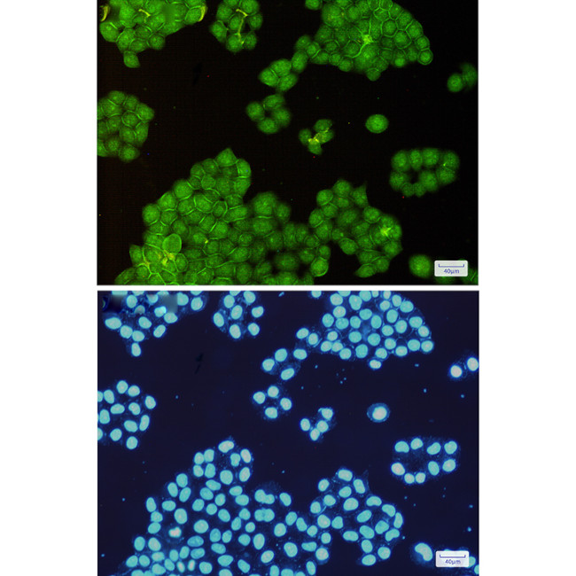Annexin A6 Antibody in Immunocytochemistry (ICC/IF)