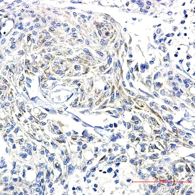 Phospho-Synapsin 1 (Ser9) Antibody in Immunohistochemistry (Paraffin) (IHC (P))
