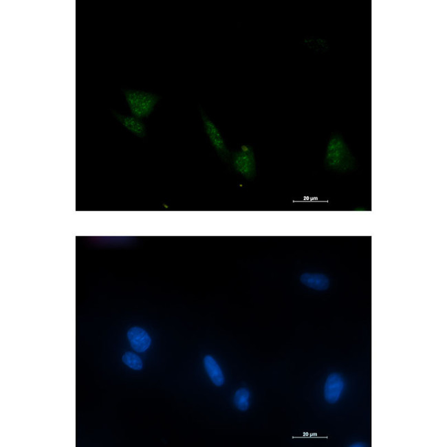 Phospho-RSK4 (Ser232) Antibody in Immunocytochemistry (ICC/IF)
