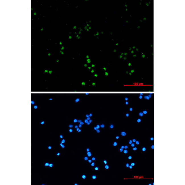 ZHX2 Antibody in Immunocytochemistry (ICC/IF)