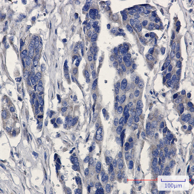 MGST1 Antibody in Immunohistochemistry (Paraffin) (IHC (P))