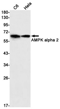 AMPK alpha-2 Antibody in Western Blot (WB)