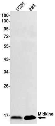 Midkine Antibody in Western Blot (WB)