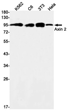 AXIN2 Antibody in Western Blot (WB)