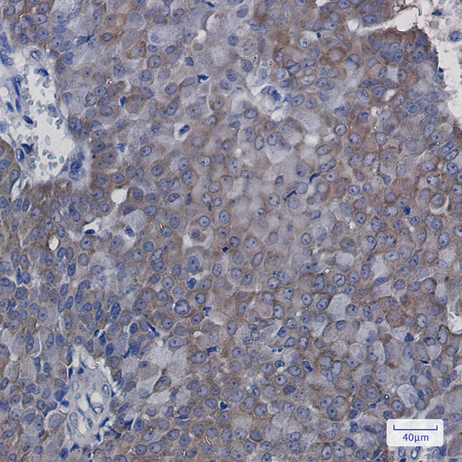 eIF5A Antibody in Immunohistochemistry (Paraffin) (IHC (P))