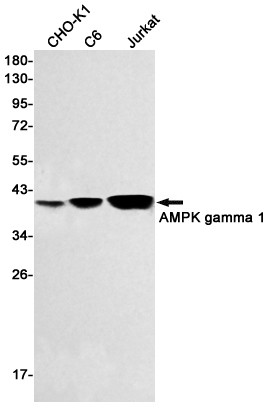 AMPK gamma-1 Antibody in Western Blot (WB)