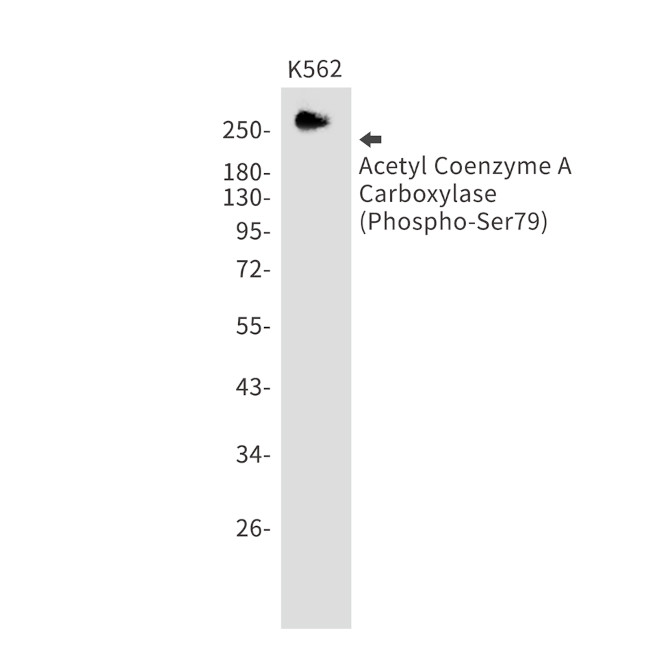 Phospho-Acetyl-CoA Carboxylase (Ser79) Antibody in Western Blot (WB)