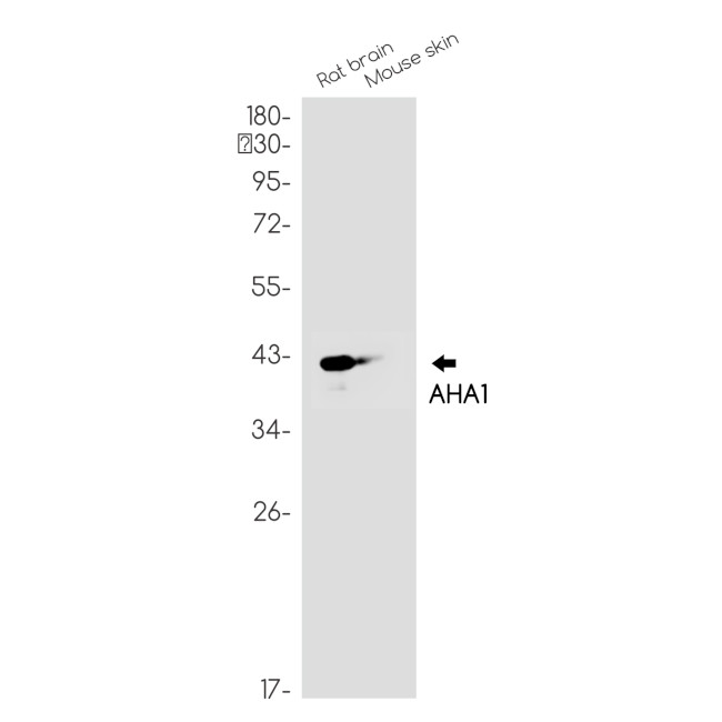 AHA1 Antibody in Western Blot (WB)