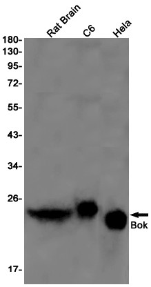 BOK Antibody in Western Blot (WB)