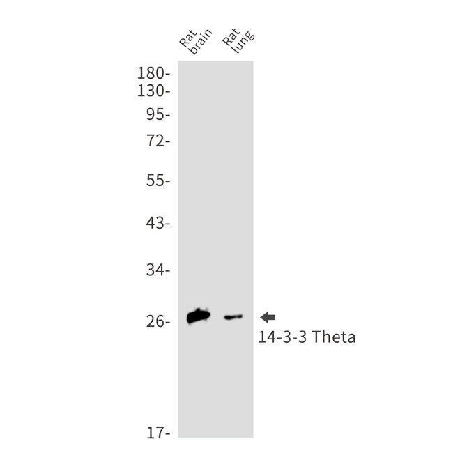 14-3-3 theta Antibody in Western Blot (WB)