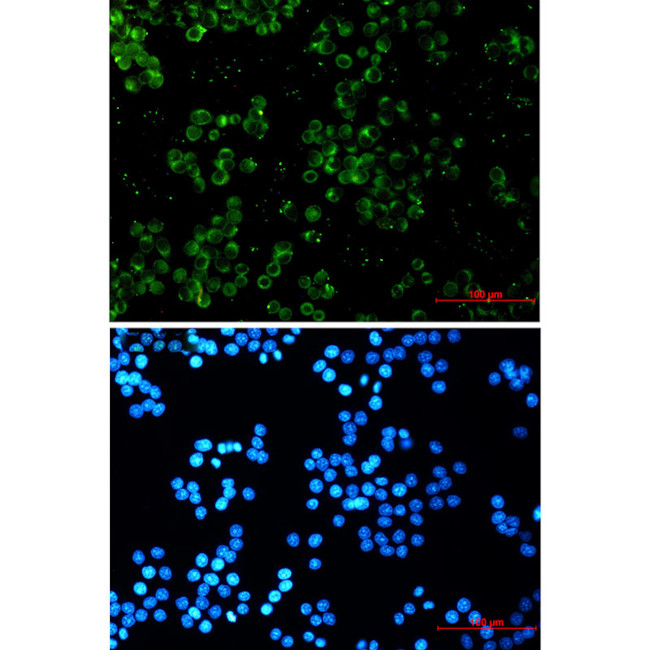 TREX1 Antibody in Immunocytochemistry (ICC/IF)