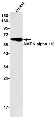 AMPK alpha-2 Antibody in Western Blot (WB)