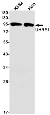 UHRF1 Antibody in Western Blot (WB)