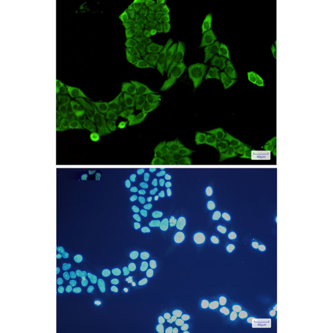Annexin V Antibody in Immunocytochemistry (ICC/IF)