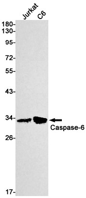 Caspase 6 Antibody in Western Blot (WB)
