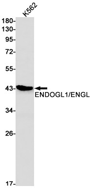 ENDOGL1 Antibody in Western Blot (WB)