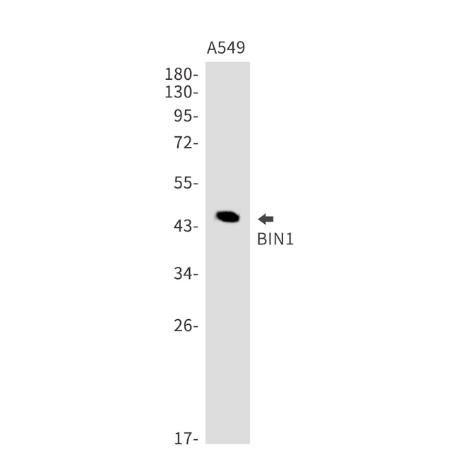 BIN1 Antibody in Western Blot (WB)