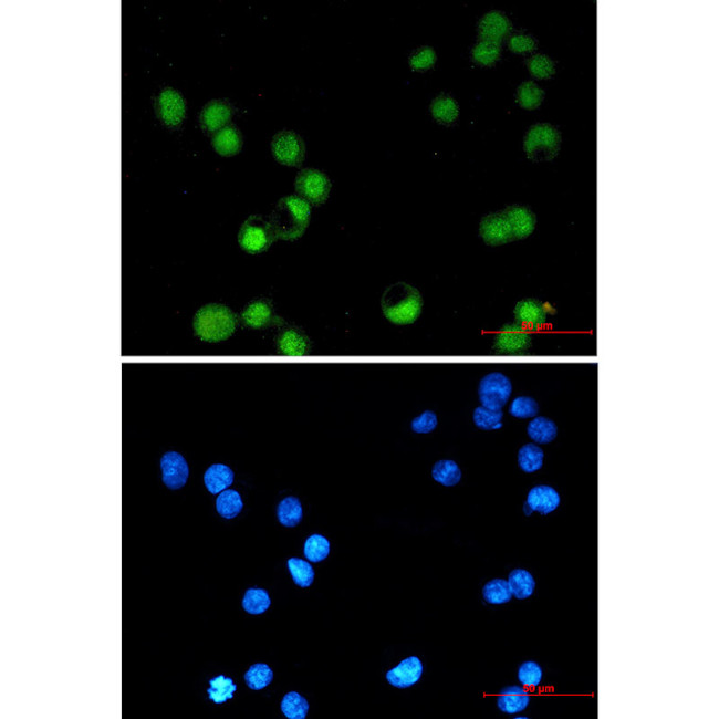 AP2 gamma Antibody in Immunocytochemistry (ICC/IF)