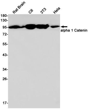 Catenin alpha-1 Antibody in Western Blot (WB)