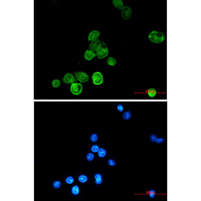 BAG6 Antibody in Immunocytochemistry (ICC/IF)