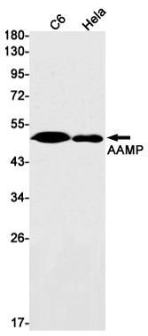 AAMP Antibody in Western Blot (WB)