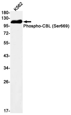 Phospho-c-Cbl (Ser669) Antibody in Western Blot (WB)