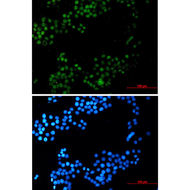 CRTC3 Antibody in Immunocytochemistry (ICC/IF)