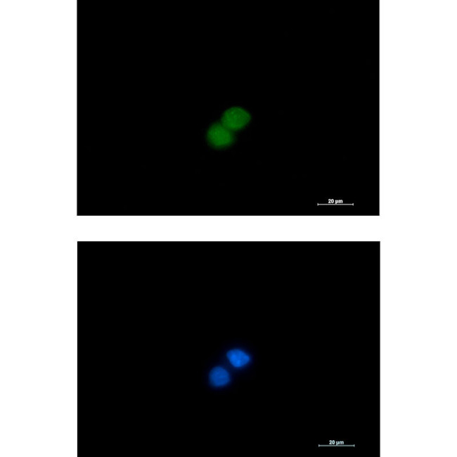 MST1 (STK4) Antibody in Immunocytochemistry (ICC/IF)