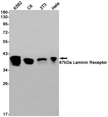 RPSA Antibody in Western Blot (WB)