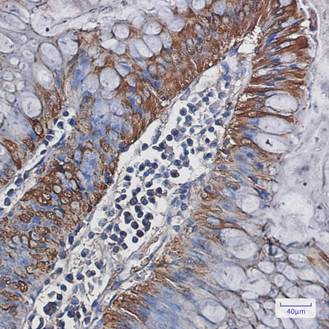 Carbonic Anhydrase I Antibody in Immunohistochemistry (Paraffin) (IHC (P))