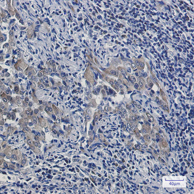 Artemin Antibody in Immunohistochemistry (Paraffin) (IHC (P))
