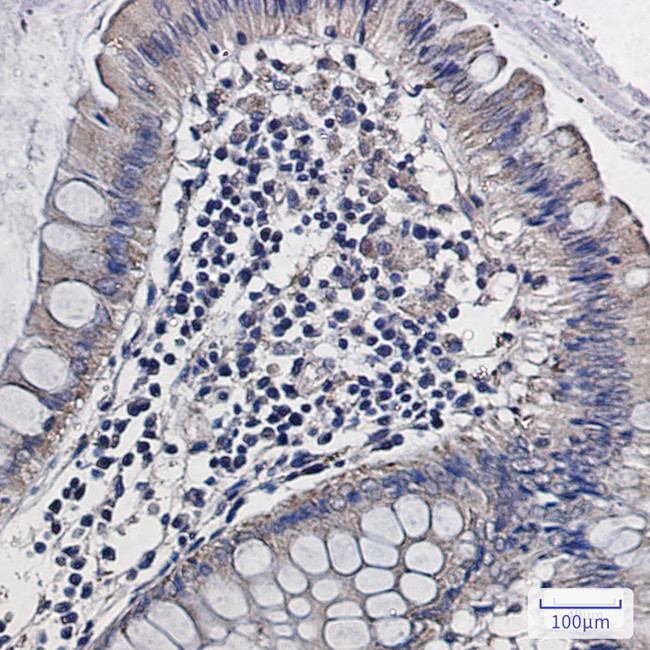 ALDH2 Antibody in Immunohistochemistry (Paraffin) (IHC (P))