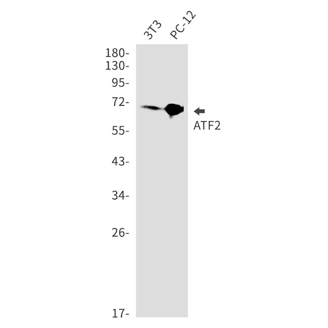 ATF2 Antibody in Western Blot (WB)