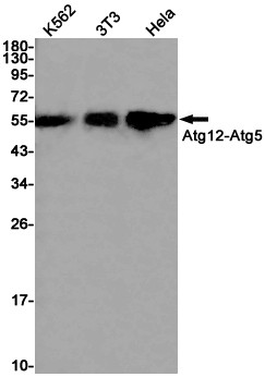 ATG12 Antibody in Western Blot (WB)
