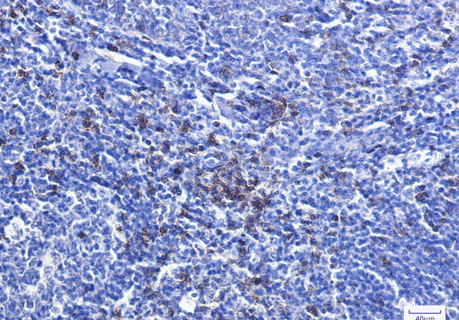 CD8a Antibody in Immunohistochemistry (Paraffin) (IHC (P))